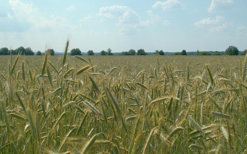 HD wallpaper - mountain view