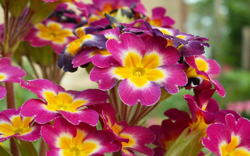 HD wallpaper - mountain view